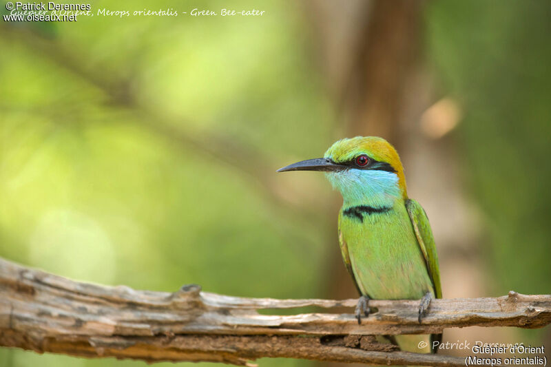 Green Bee-eater, identification, close-up portrait