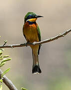 Ethiopian Bee-eater