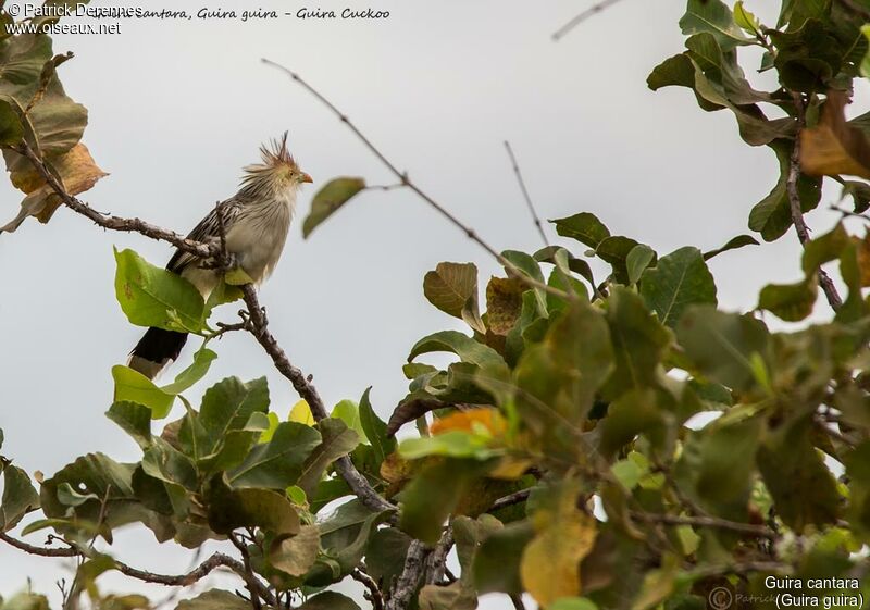 Guira Cuckoo, identification, habitat