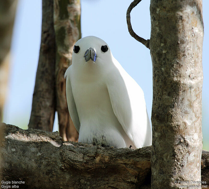 White Ternadult breeding, identification, Reproduction-nesting