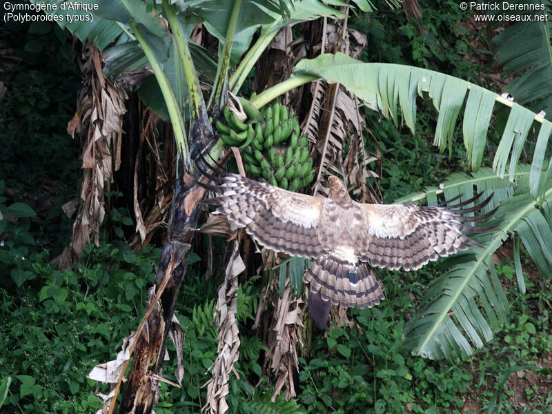 African Harrier-Hawkjuvenile, identification, feeding habits, Behaviour