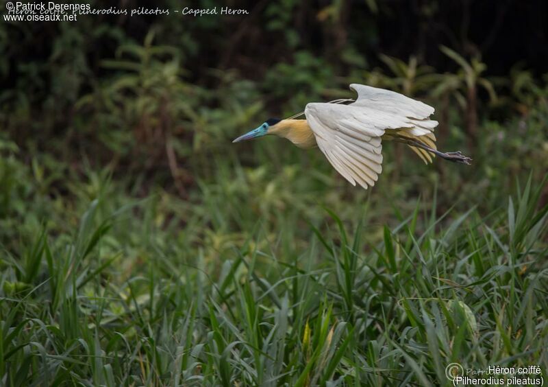 Capped Heron, identification, habitat, Flight