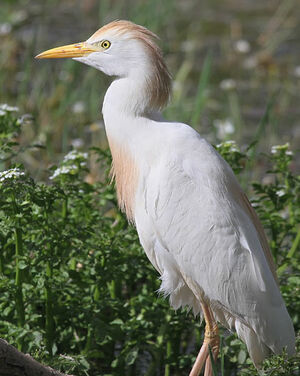 Western Cattle Egret 
&copy; Patrick Derennes