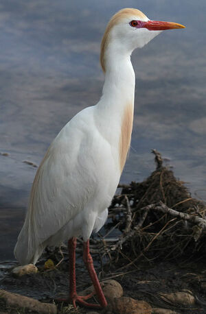 Western Cattle Egret 
&copy; Patrick Derennes