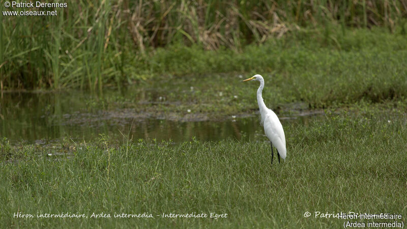 Intermediate Egret, identification, habitat