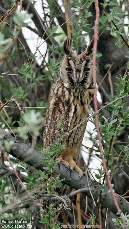 Long-eared Owladult, habitat, camouflage