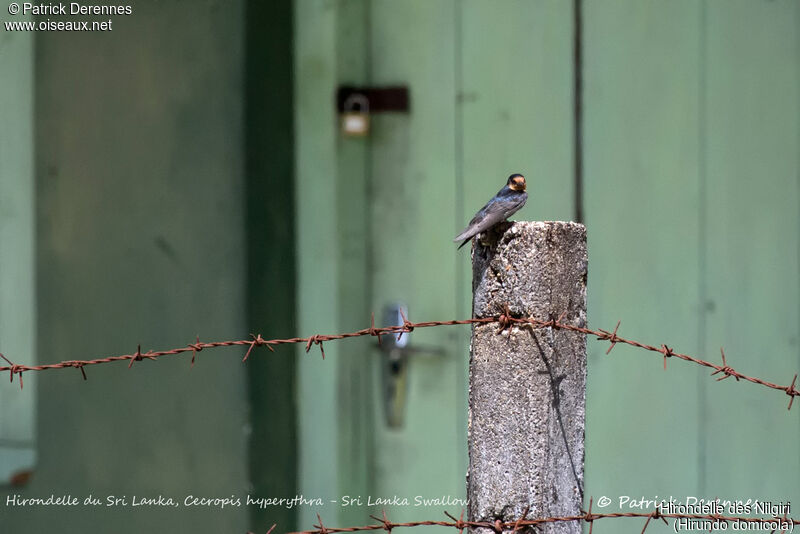 Hill Swallow, identification, habitat