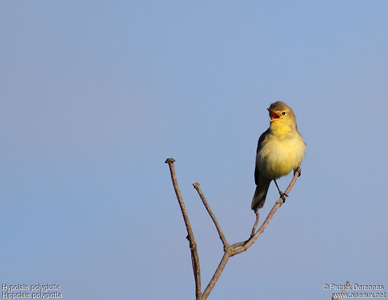 Melodious Warbler male adult, identification, song