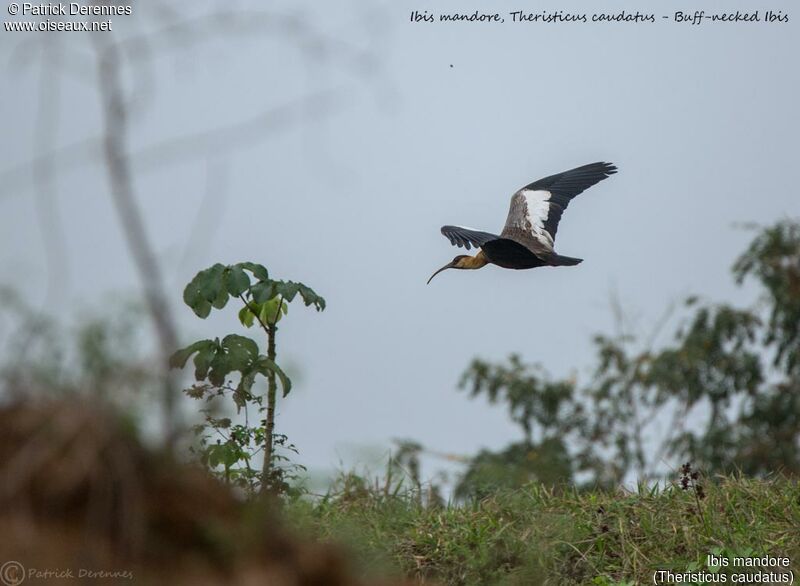 Buff-necked Ibis, Flight