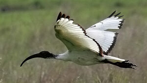 African Sacred Ibis