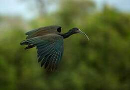 Green Ibis