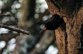 Black-billed Wood Hoopoe