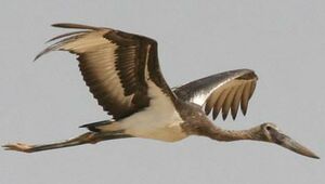 Saddle-billed Stork