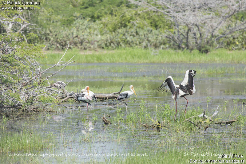 Black-necked Stork, identification, habitat, aspect