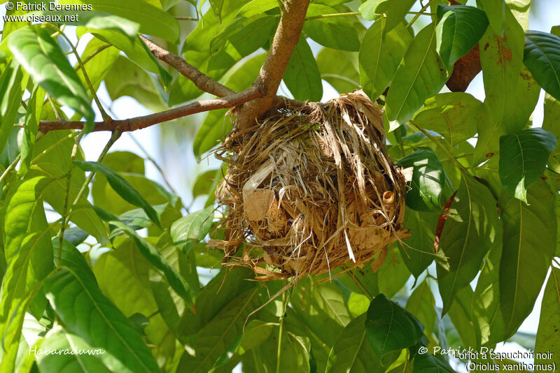 Black-hooded Oriole, habitat, Reproduction-nesting