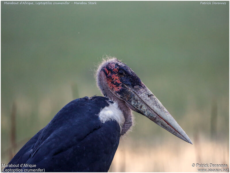 Marabou Stork, identification