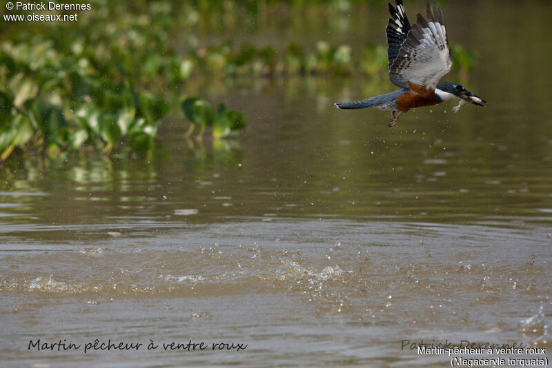 Ringed Kingfisher, identification, habitat, Flight, feeding habits, fishing/hunting