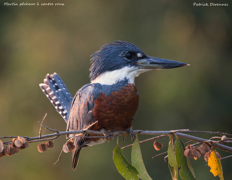Ringed Kingfisher, identification, close-up portrait, habitat