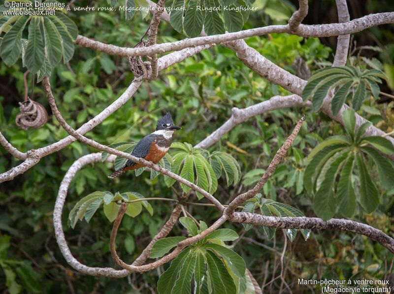 Ringed Kingfisher, identification, habitat