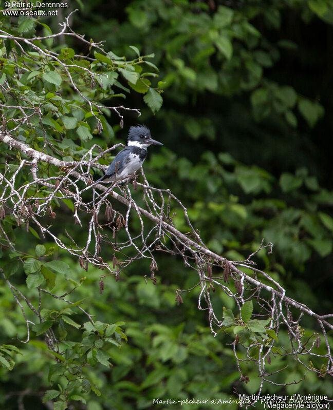 Belted Kingfisher, identification, habitat