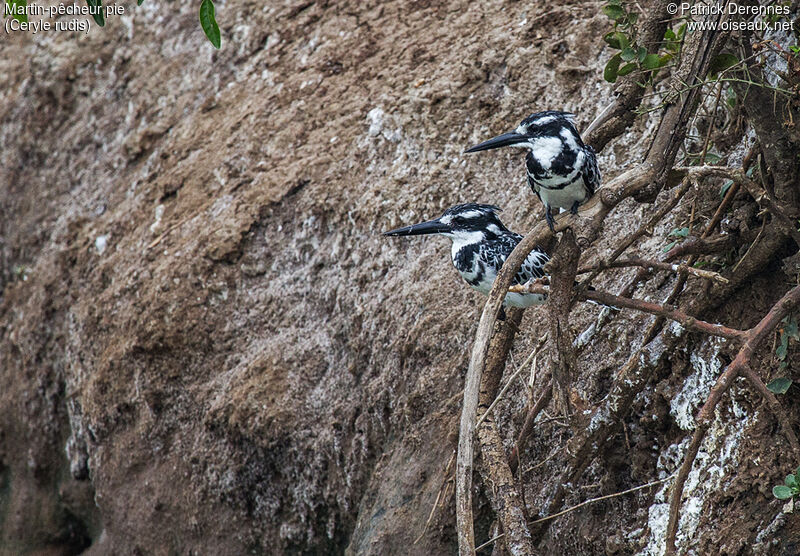 Pied Kingfisher adult, identification