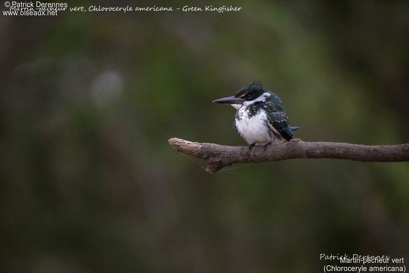 Green Kingfisher, identification, habitat