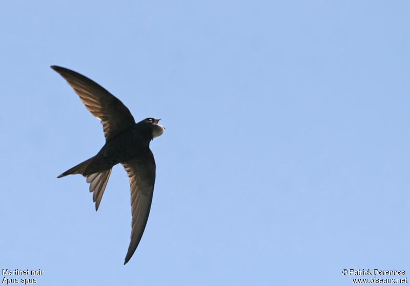 Common Swiftadult, Flight, Behaviour