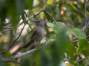 Pale-breasted Thrush