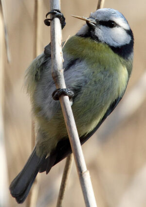Eurasian Blue Tit