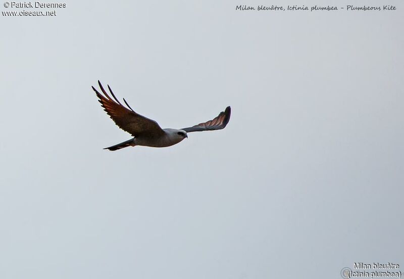 Plumbeous Kite, Flight