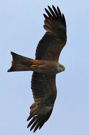 Black Kite