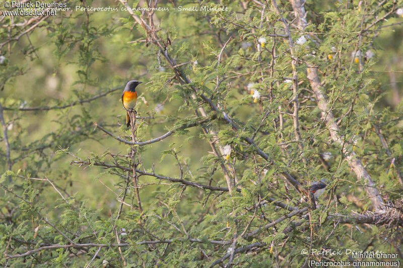 Minivet oranor mâle, identification, habitat