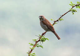 Swainson's Sparrow