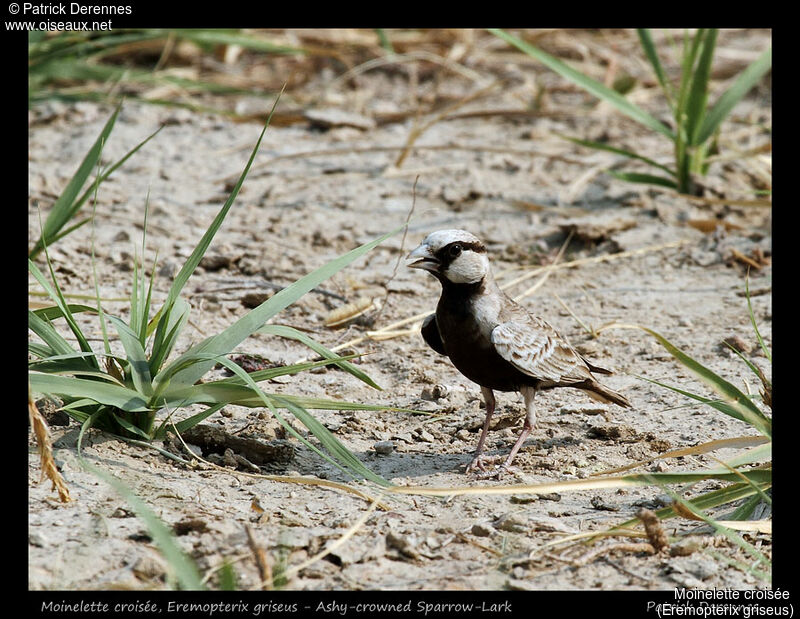 Ashy-crowned Sparrow-Lark, identification, habitat