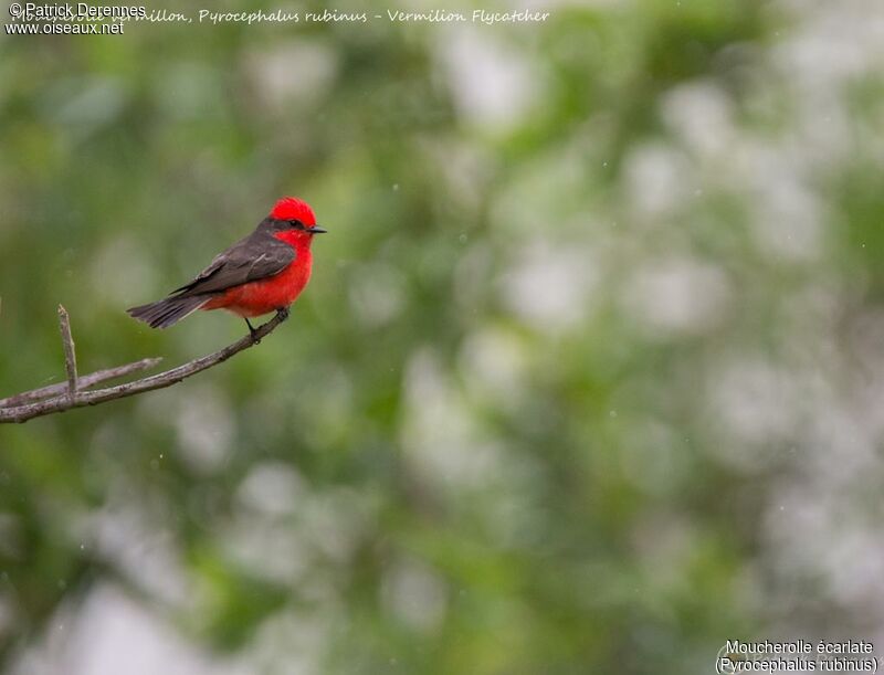 Scarlet Flycatcher, identification, habitat