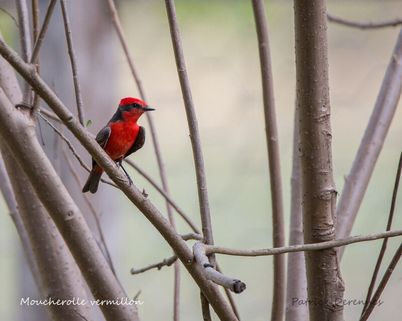 Scarlet Flycatcher, identification, habitat