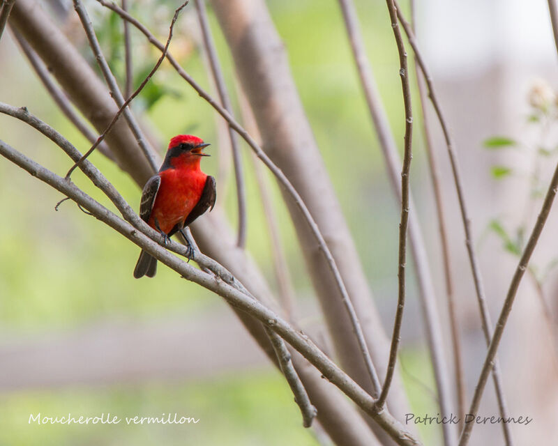Scarlet Flycatcher, identification, habitat, song