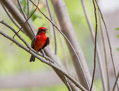 Scarlet Flycatcher