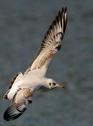 Mouette rieuse