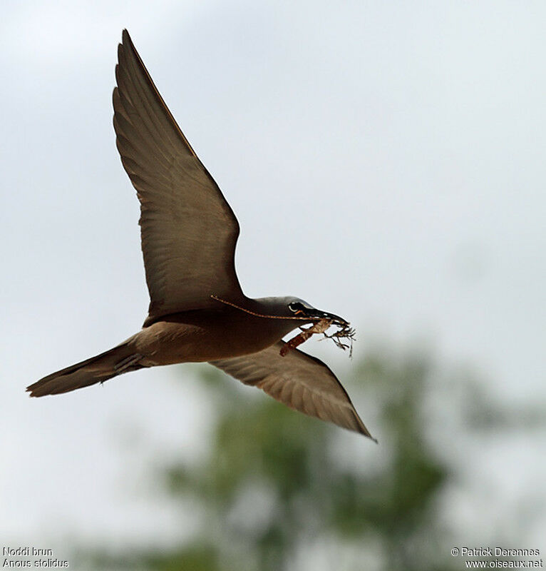 Brown Noddyadult breeding, identification, Flight, Reproduction-nesting, Behaviour