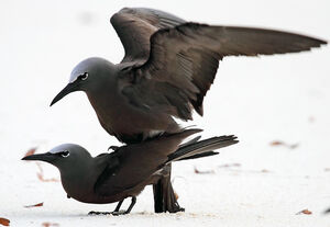 Brown Noddy