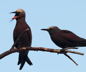 Brown Noddy