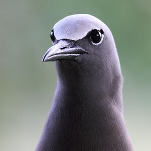 Brown Noddy
