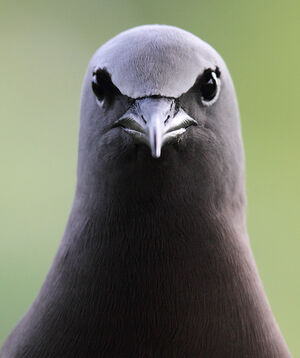 Brown Noddy