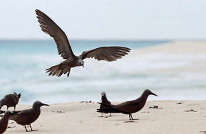 Brown Noddy