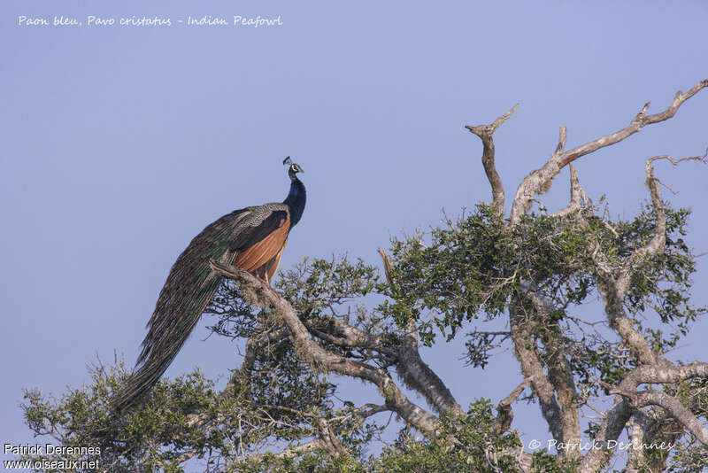 Indian Peafowl male adult, habitat