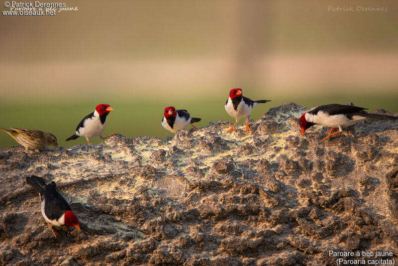 Yellow-billed Cardinal, identification, habitat, feeding habits