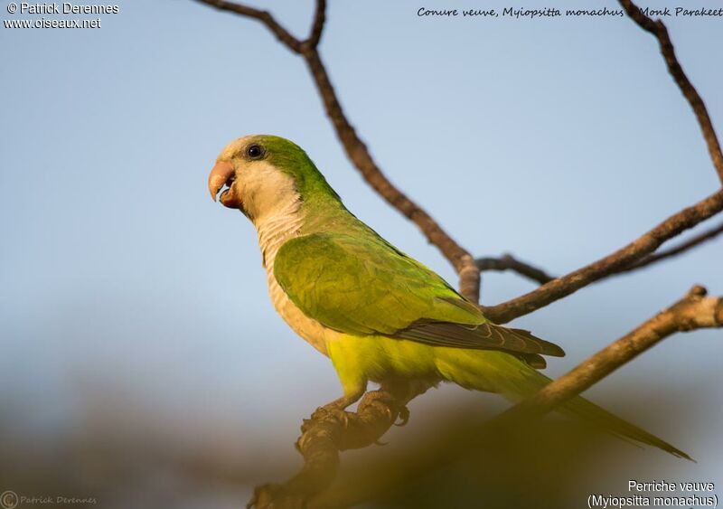 Monk Parakeet, identification, habitat