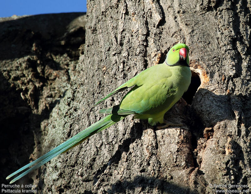 Rose-ringed Parakeet male adult breeding, identification, Reproduction-nesting