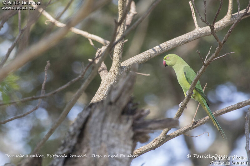 Rose-ringed Parakeet female, identification, habitat